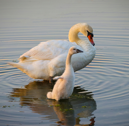 Avun saanti voi olla hellpoa